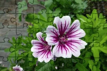 flores