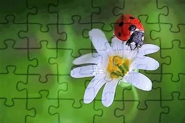 flores jigsaw puzzle