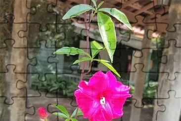 flores
