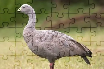 Oca di cape barren jigsaw puzzle