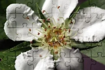 Fleur de nÃ©flier