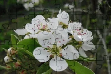 Fleur de nÃ©flier