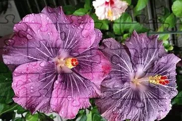 flores