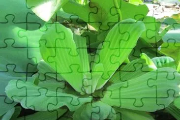 Laitue  d 'eau jigsaw puzzle
