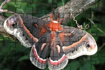 Hyalophora cecopria