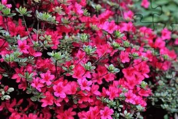 flores jigsaw puzzle