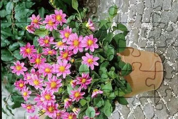 פאזל של flores