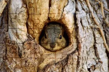 natural jigsaw puzzle
