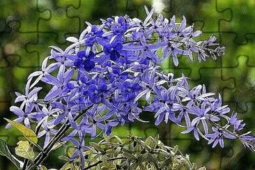 flores jigsaw puzzle