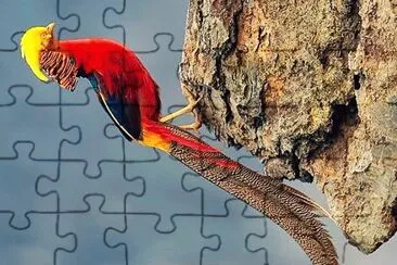 natural jigsaw puzzle