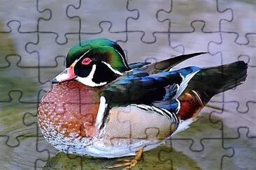 natural jigsaw puzzle