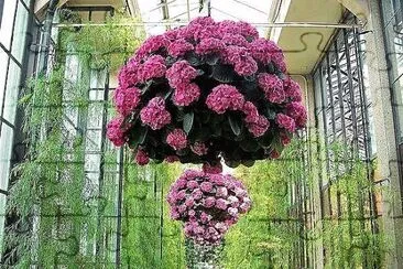 פאזל של flores
