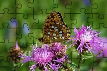 פאזל של Argyinnis adippe
