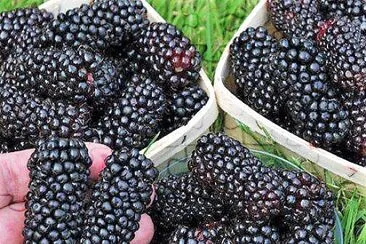 frutas