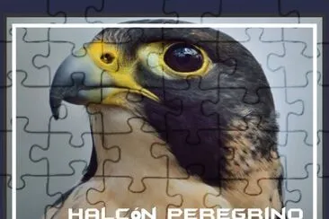 HalcÃ³n Peregrino jigsaw puzzle