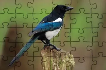 Pie jigsaw puzzle