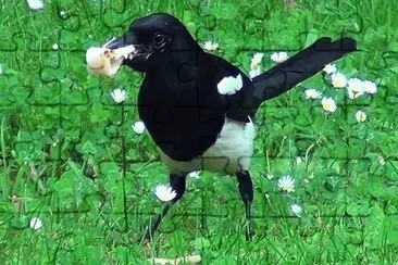 Pie