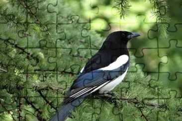 Pie jigsaw puzzle