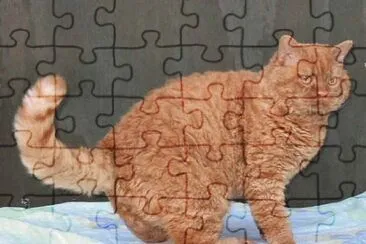 Selkirk rex shorthair jigsaw puzzle