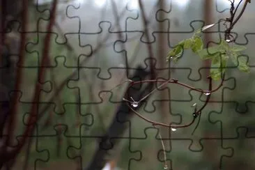 RAINFOREST jigsaw puzzle