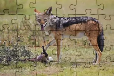 פאזל של Sciacallo dalla gualdrappa