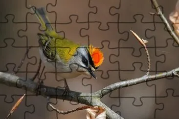 Roitelet jigsaw puzzle