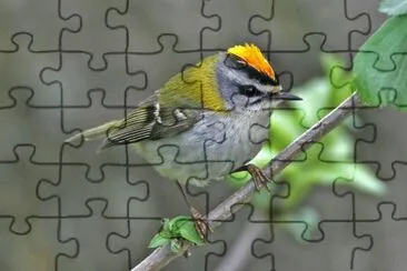Roitelet jigsaw puzzle