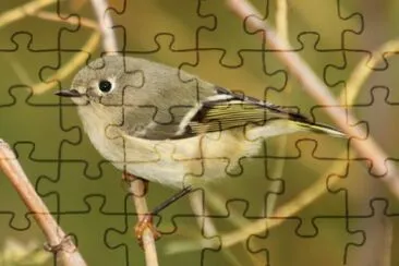 Roitelet jigsaw puzzle