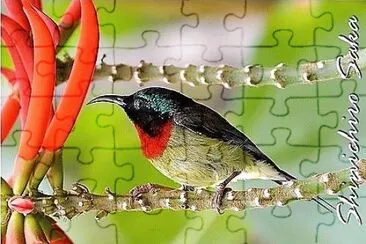 natural jigsaw puzzle