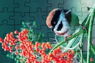 פאזל של flores