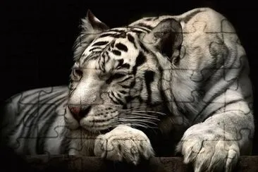 TIGER jigsaw puzzle
