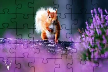 natural jigsaw puzzle