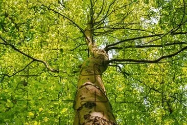 Nature jigsaw puzzle
