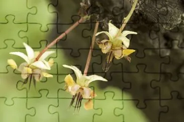 Fleur de cacao