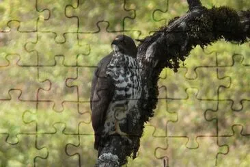 Poiana africana dei monti jigsaw puzzle