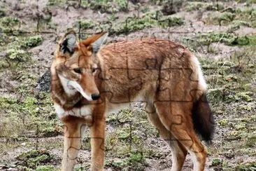 CaberÃ¹ jigsaw puzzle
