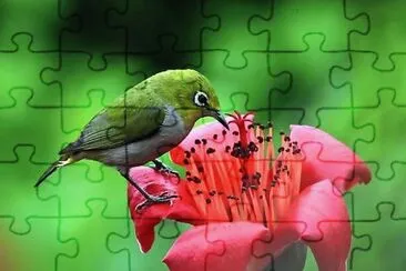 פאזל של natural