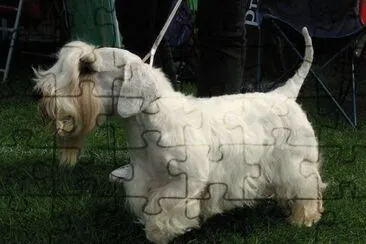 Terrier sealykam