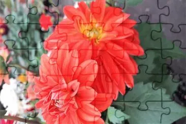 flores