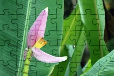 Fleur de bananier