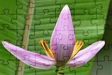 פאזל של Fleur de bananier