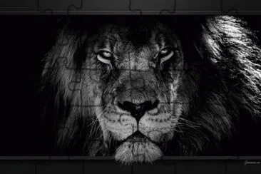 פאזל של Lion 2