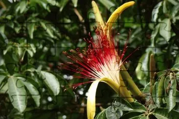 Pachira aquatira