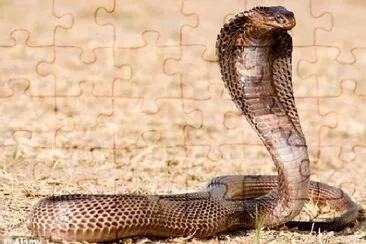 cobra
