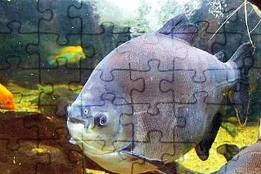 פאזל של Tambaqui