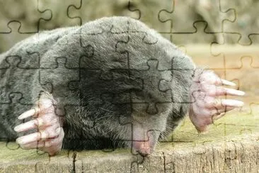 Talpa europea jigsaw puzzle