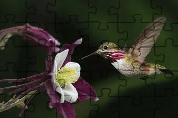 colibri