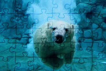 oso polar