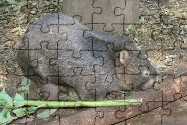 Vombato comune jigsaw puzzle