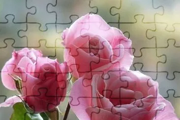פאזל של roses